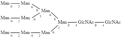 M9 glycan (Man9)